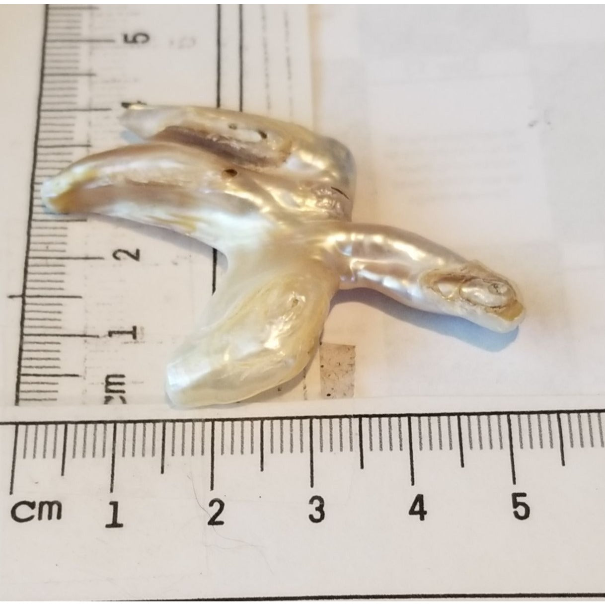 Loose Baroque Catus Bird  Shape Freshwater Keshi 34.5  ct  6.9  gr 5.5 cm  x 5 cm Real Natural