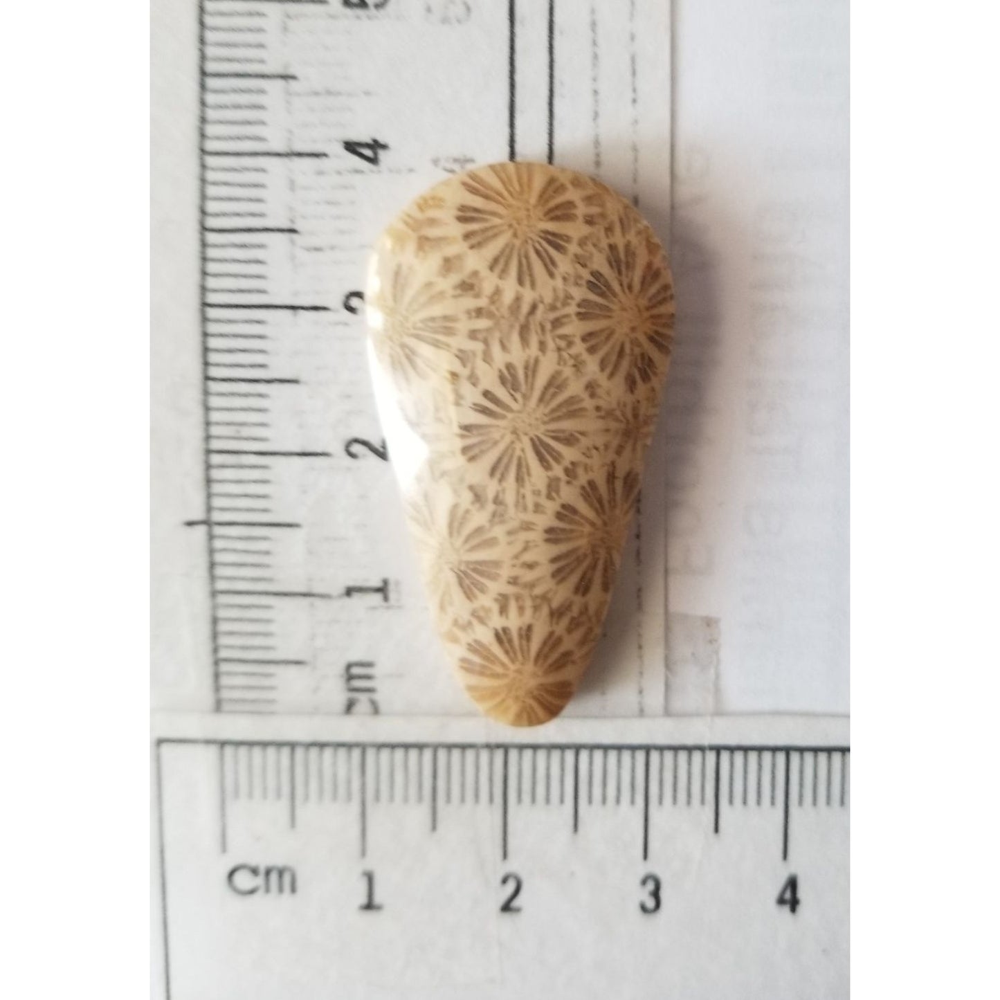 Loose Gemstone Coral Fossil  Cabochon  2 cm x 4  cm  6.5 gr 32.5 ct Beige Brown