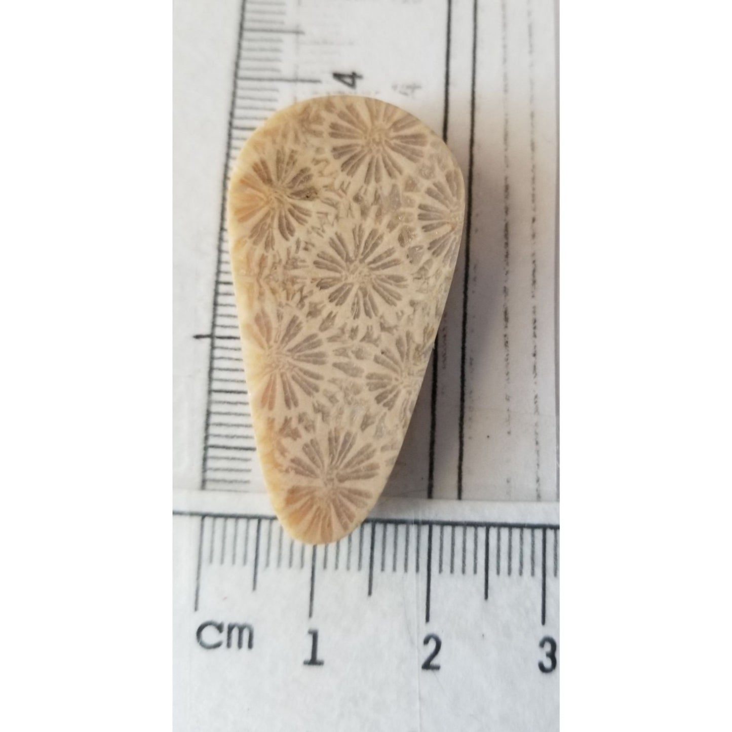 Loose Gemstone Coral Fossil  Cabochon  2 cm x 4  cm  6.5 gr 32.5 ct Beige Brown