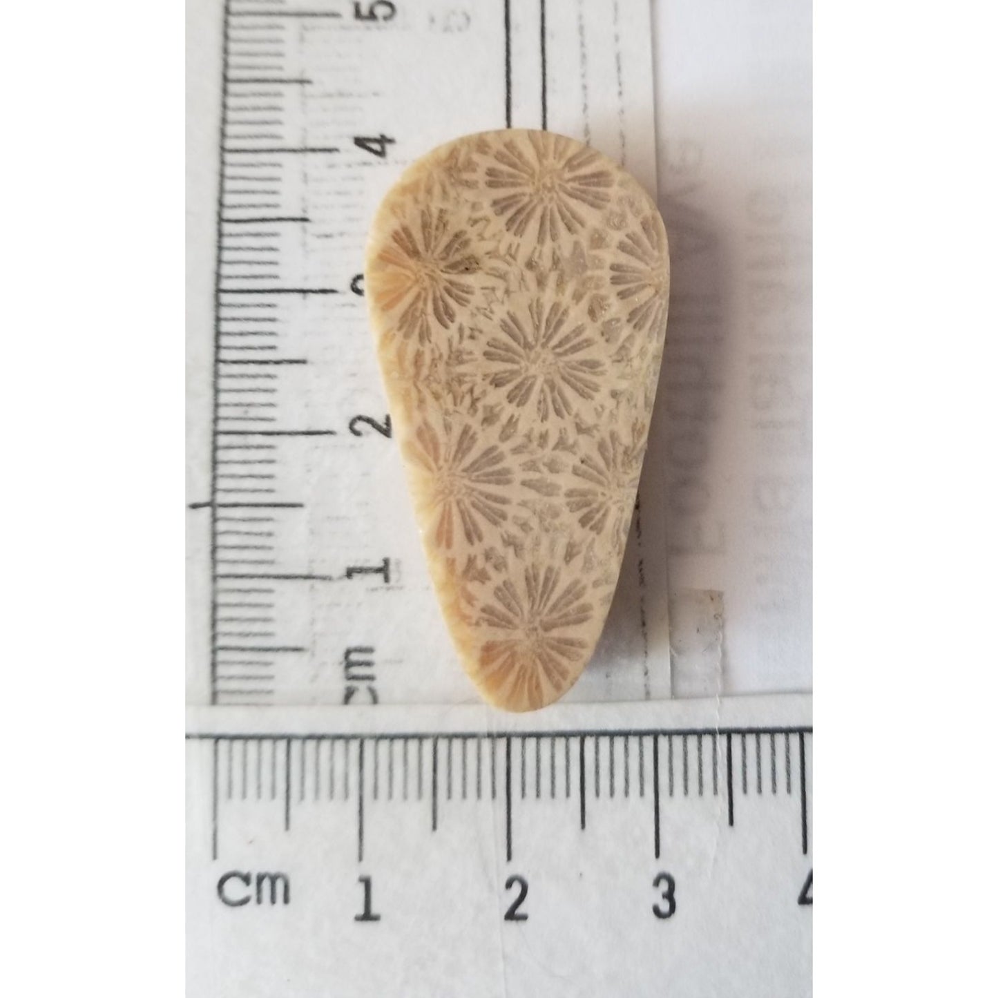 Loose Gemstone Coral Fossil  Cabochon  2 cm x 4  cm  6.5 gr 32.5 ct Beige Brown