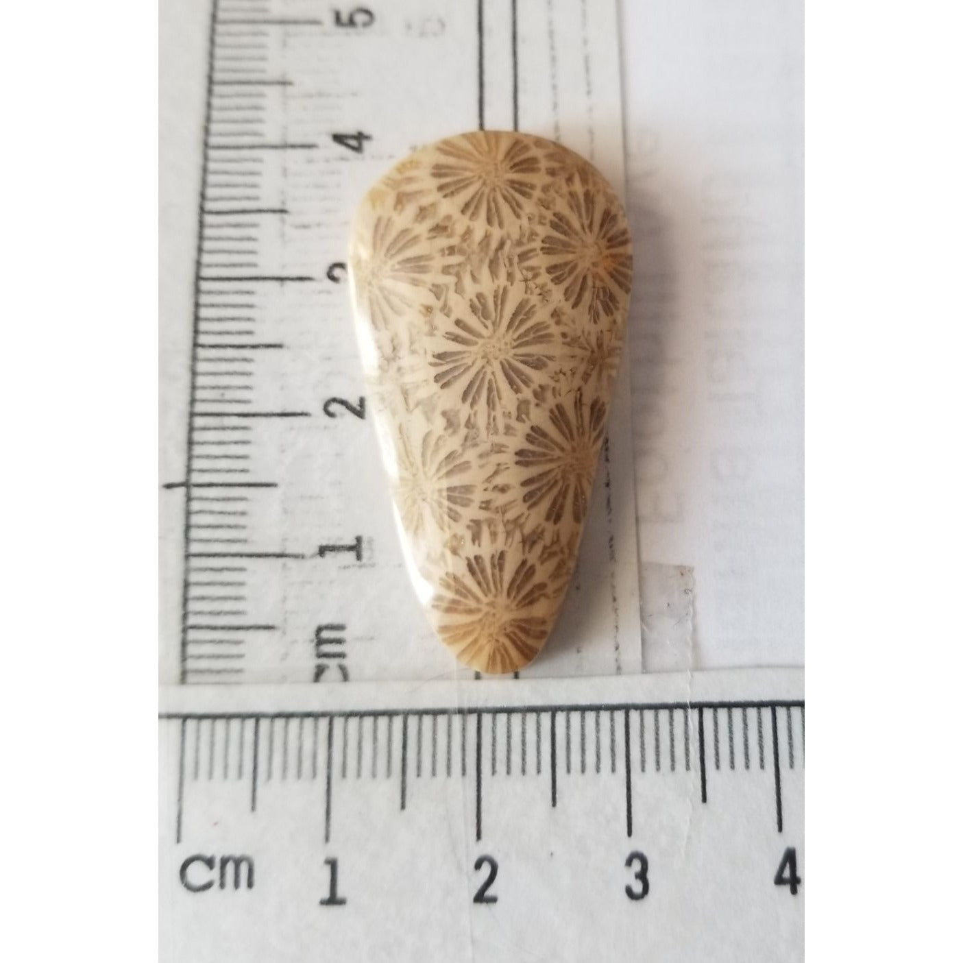 Loose Gemstone Coral Fossil  Cabochon  2 cm x 4  cm  6.5 gr 32.5 ct Beige Brown