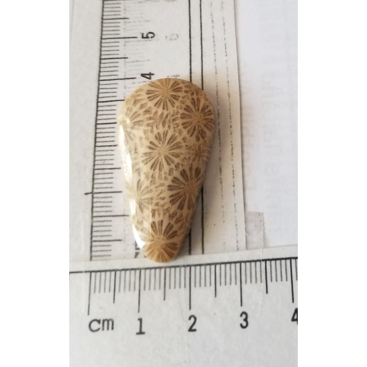 Loose Gemstone Coral Fossil  Cabochon  2 cm x 4  cm  6.5 gr 32.5 ct Beige Brown
