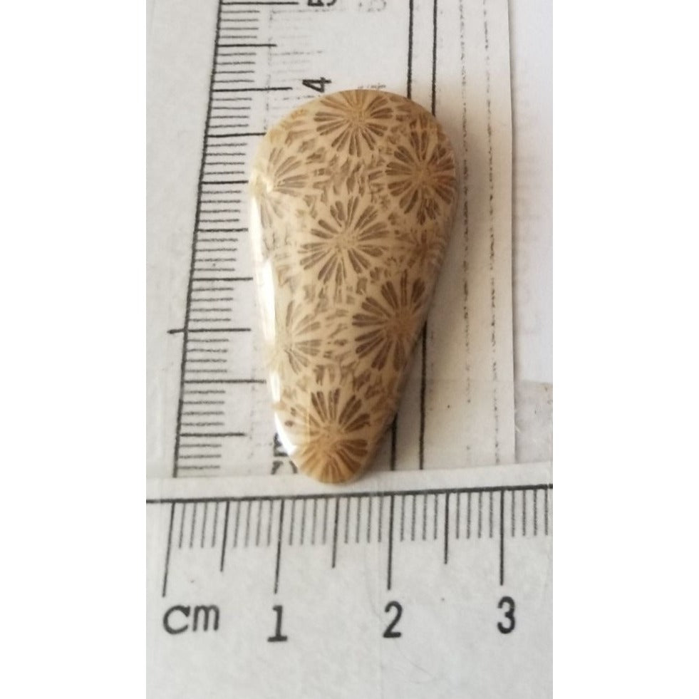 Loose Gemstone Coral Fossil  Cabochon  2 cm x 4  cm  6.5 gr 32.5 ct Beige Brown