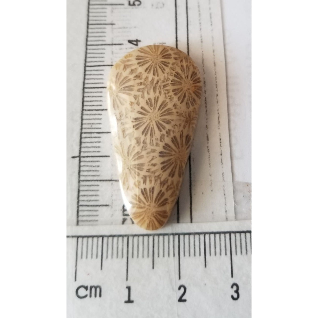 Loose Gemstone Coral Fossil  Cabochon  2 cm x 4  cm  6.5 gr 32.5 ct Beige Brown