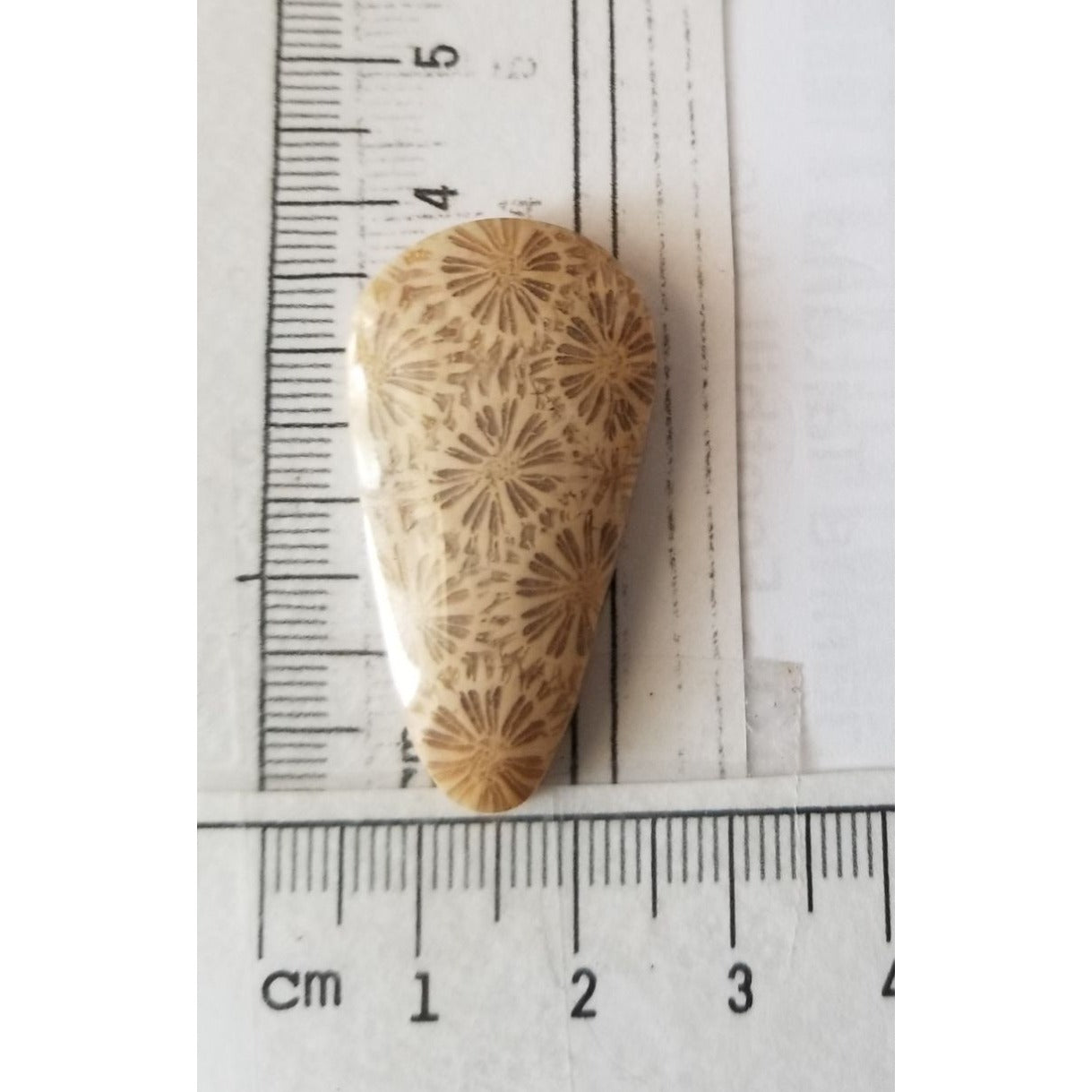 Loose Gemstone Coral Fossil  Cabochon  2 cm x 4  cm  6.5 gr 32.5 ct Beige Brown