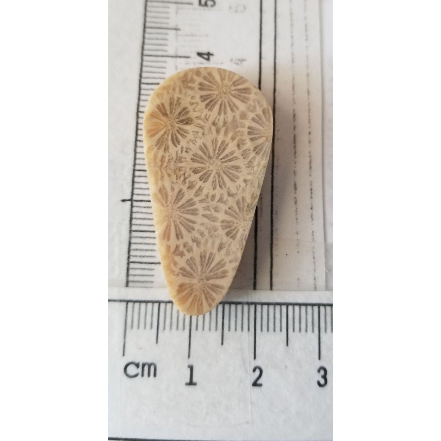 Loose Gemstone Coral Fossil  Cabochon  2 cm x 4  cm  6.5 gr 32.5 ct Beige Brown