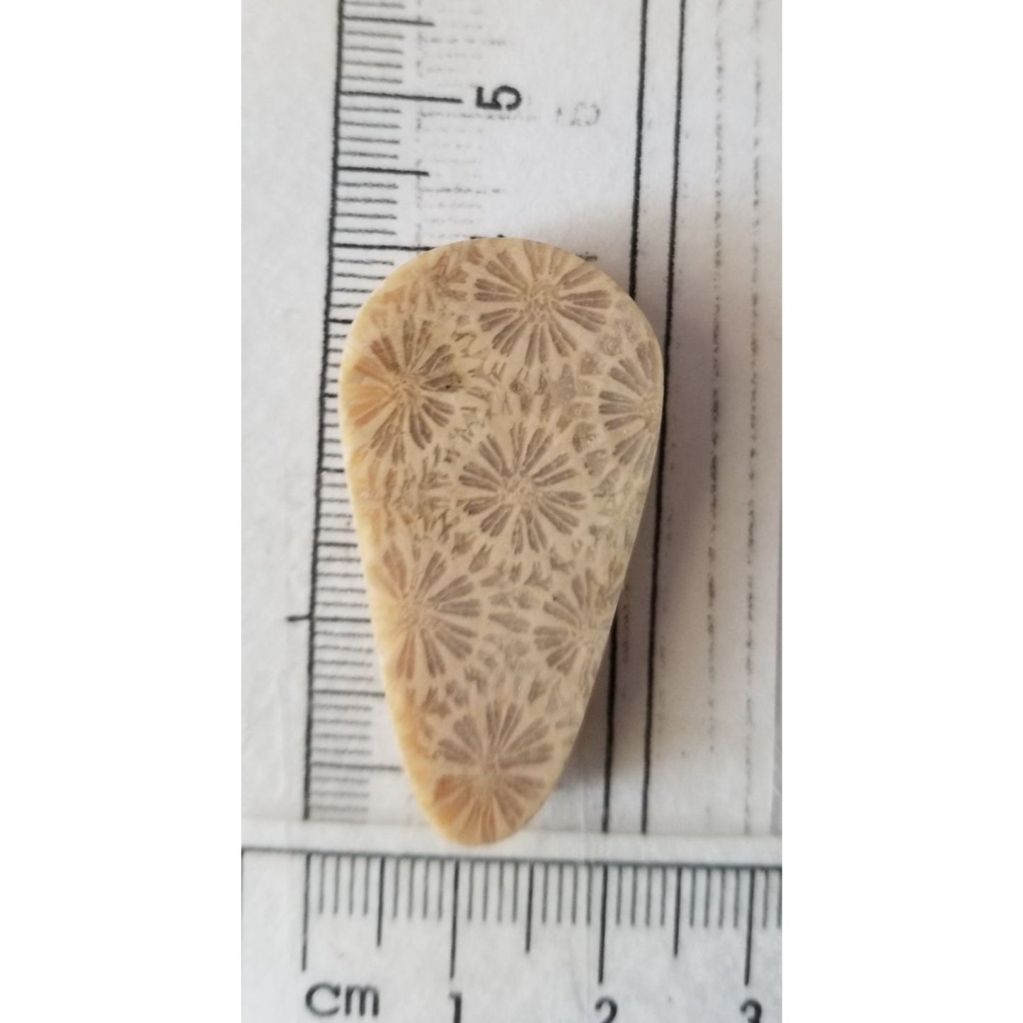 Loose Gemstone Coral Fossil  Cabochon  2 cm x 4  cm  6.5 gr 32.5 ct Beige Brown