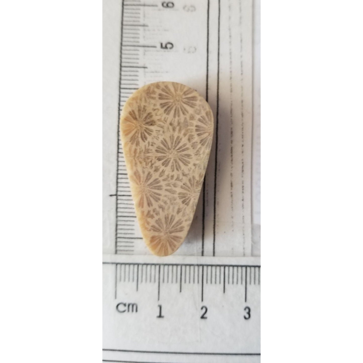 Loose Gemstone Coral Fossil  Cabochon  2 cm x 4  cm  6.5 gr 32.5 ct Beige Brown