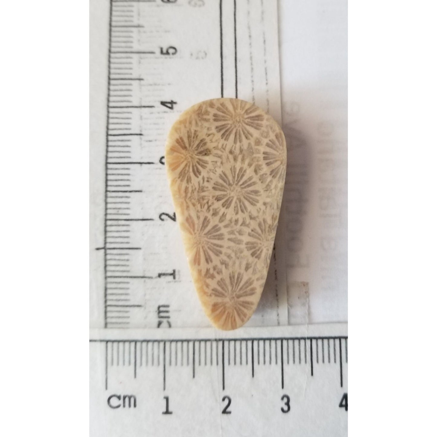 Loose Gemstone Coral Fossil  Cabochon  2 cm x 4  cm  6.5 gr 32.5 ct Beige Brown