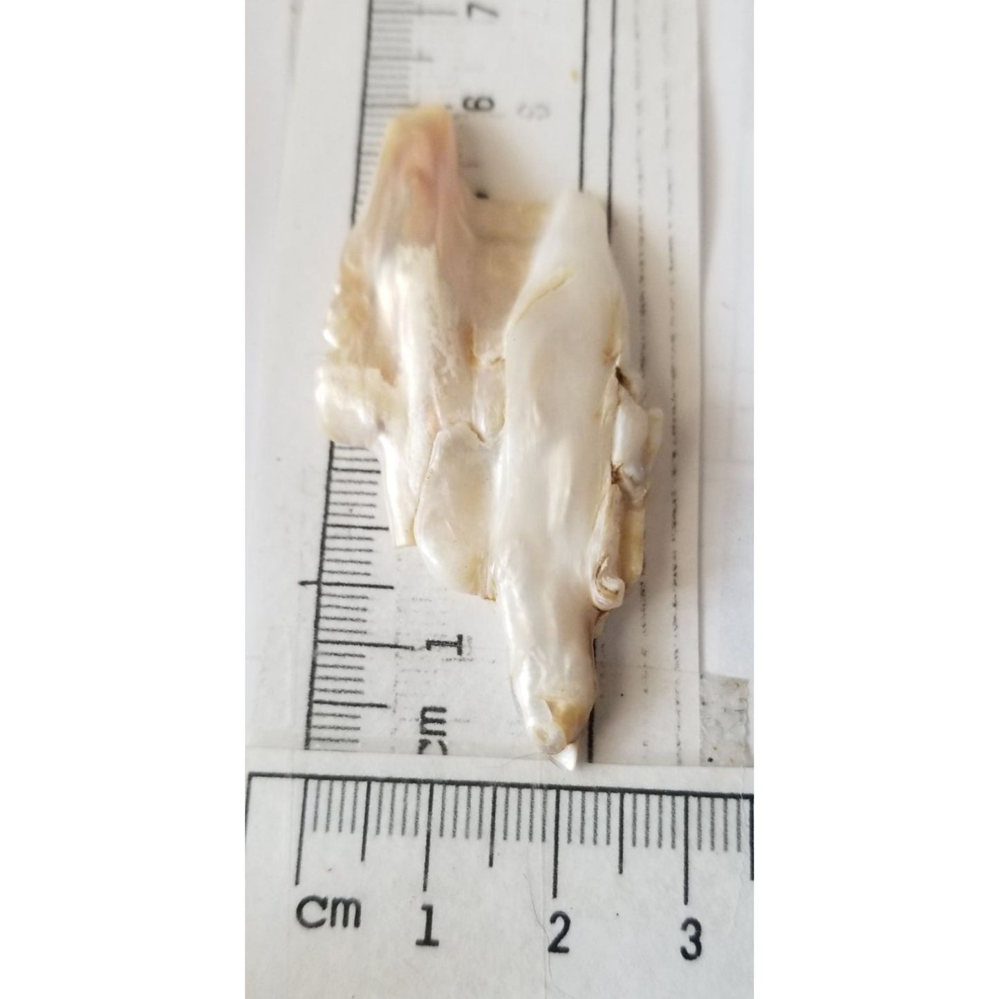 Loose Baroque Double  Stick  Freshwater Keshi 39 ct  7.8 gr  6 cm  x 3 cm