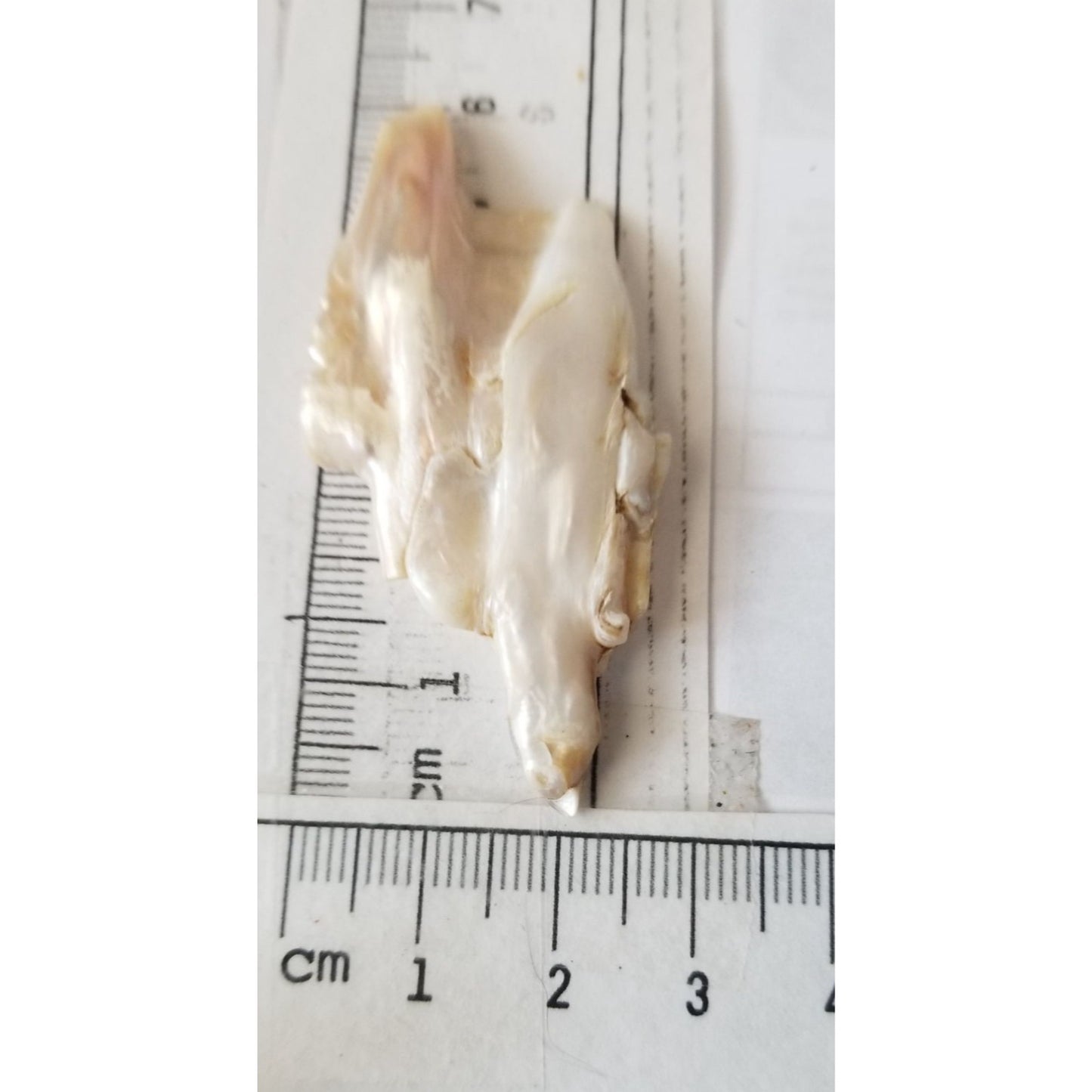 Loose Baroque Double  Stick  Freshwater Keshi 39 ct  7.8 gr  6 cm  x 3 cm
