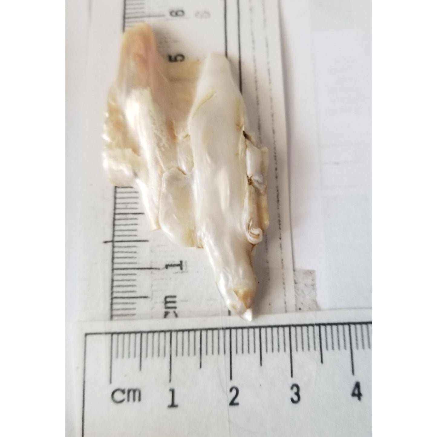 Loose Baroque Double  Stick  Freshwater Keshi 39 ct  7.8 gr  6 cm  x 3 cm