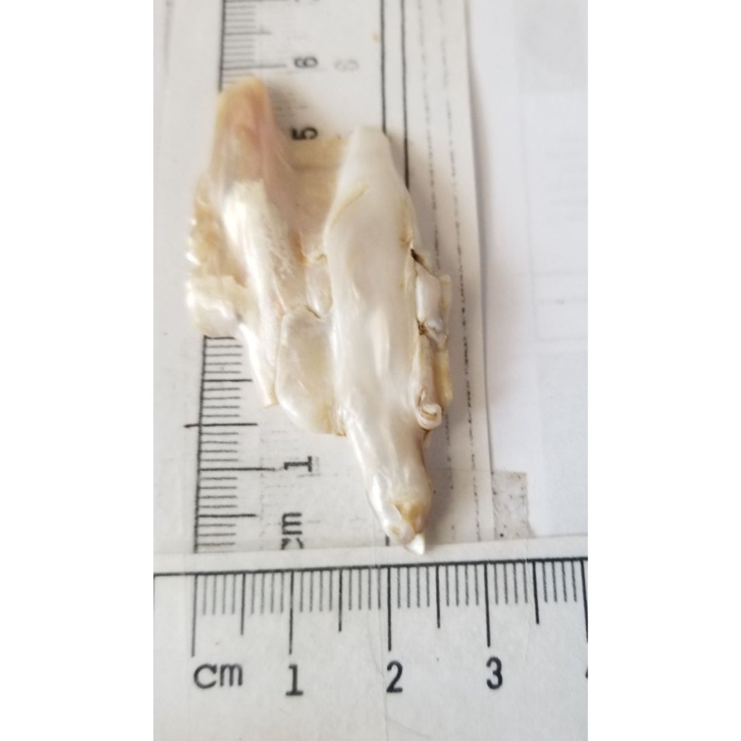 Loose Baroque Double  Stick  Freshwater Keshi 39 ct  7.8 gr  6 cm  x 3 cm