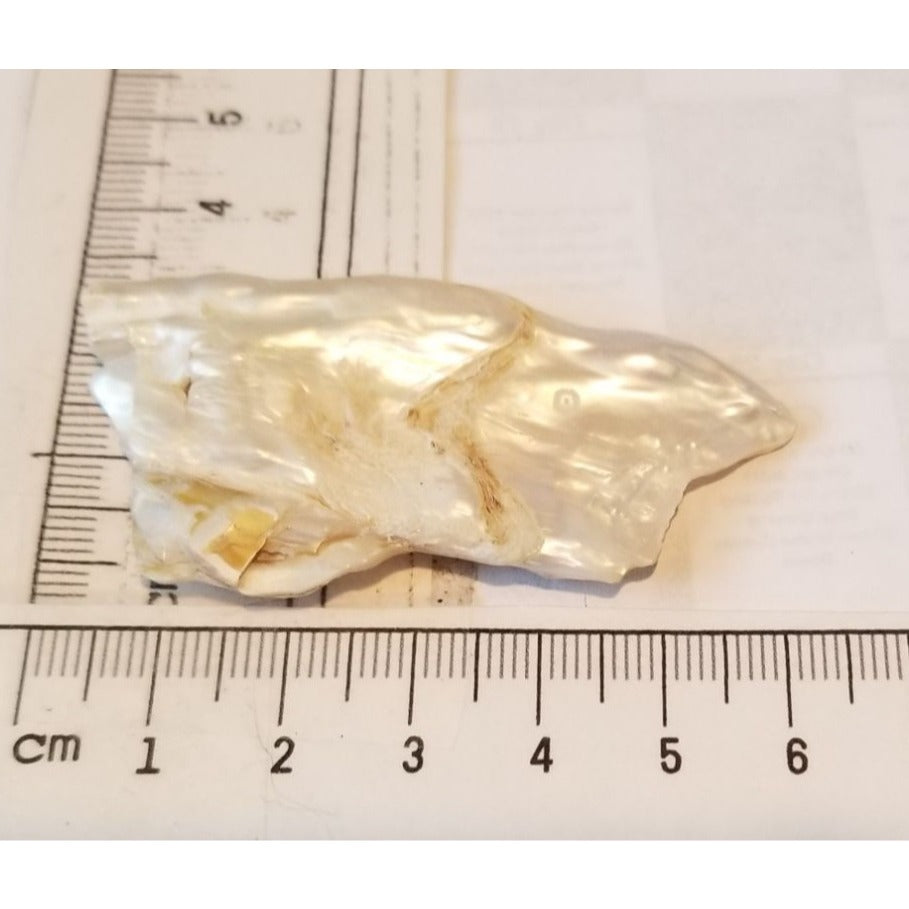 Loose Baroque Rectangle  Freshwater Keshi 50  ct  100  gr  6 cm  x 3 cm Real Natural