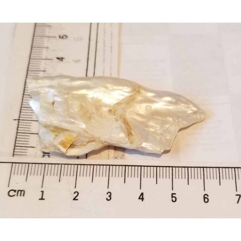 Loose Baroque Rectangle  Freshwater Keshi 50  ct  100  gr  6 cm  x 3 cm Real Natural