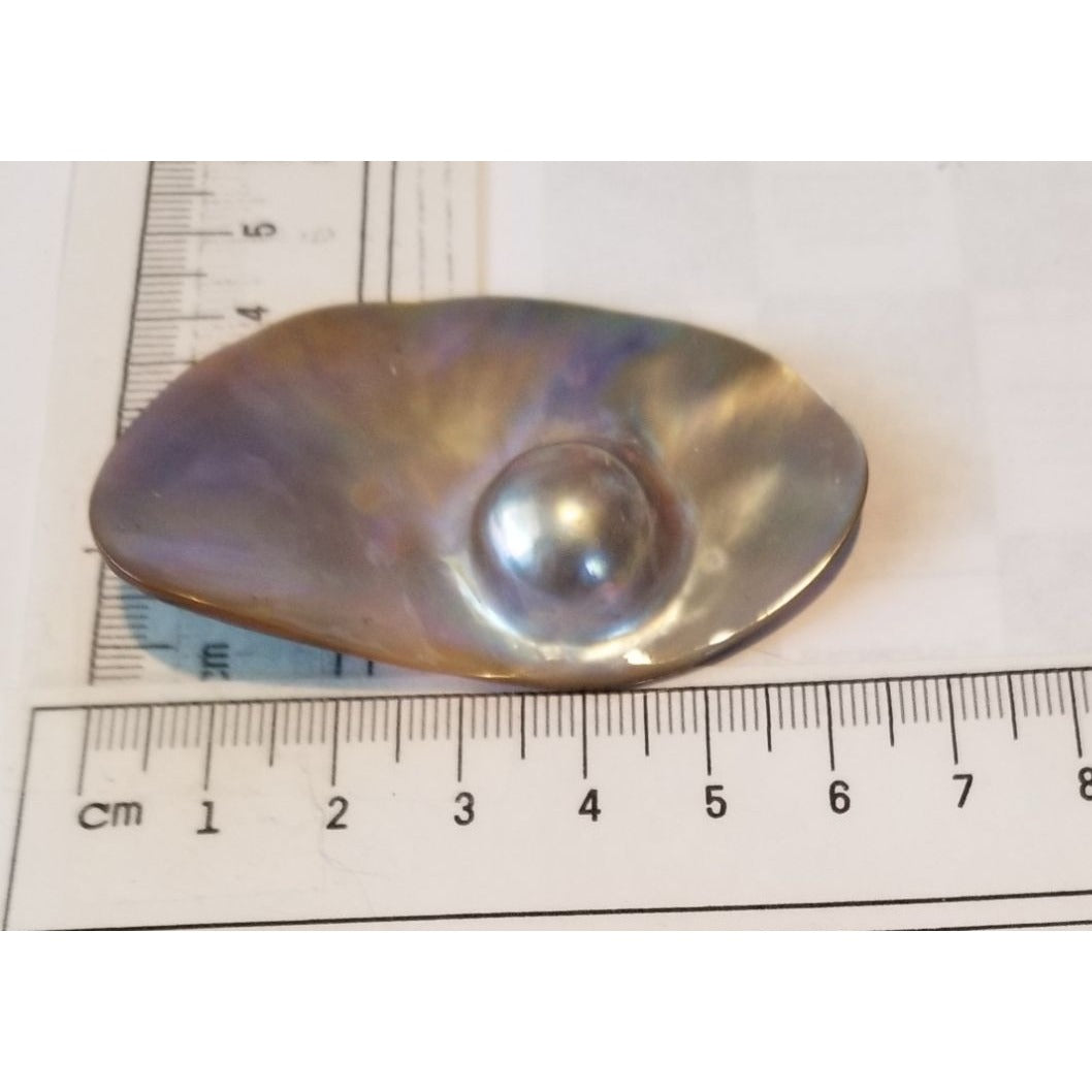 Loose Half Pearl Shell Mabe Blister Pearl in Shell Tahitiam 62.5  ct  12.3   gr  7.5 cm  x 4 cm