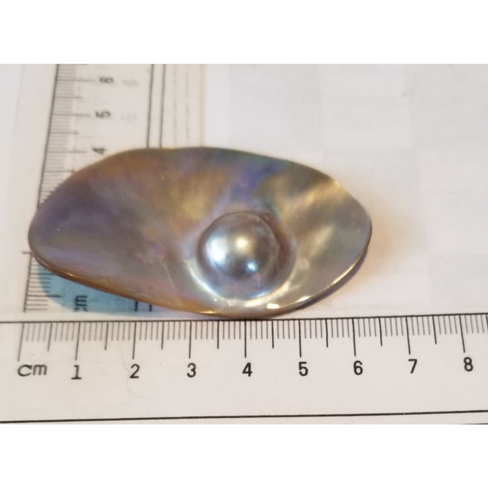 Loose Half Pearl Shell Mabe Blister Pearl in Shell Tahitiam 62.5  ct  12.3   gr  7.5 cm  x 4 cm