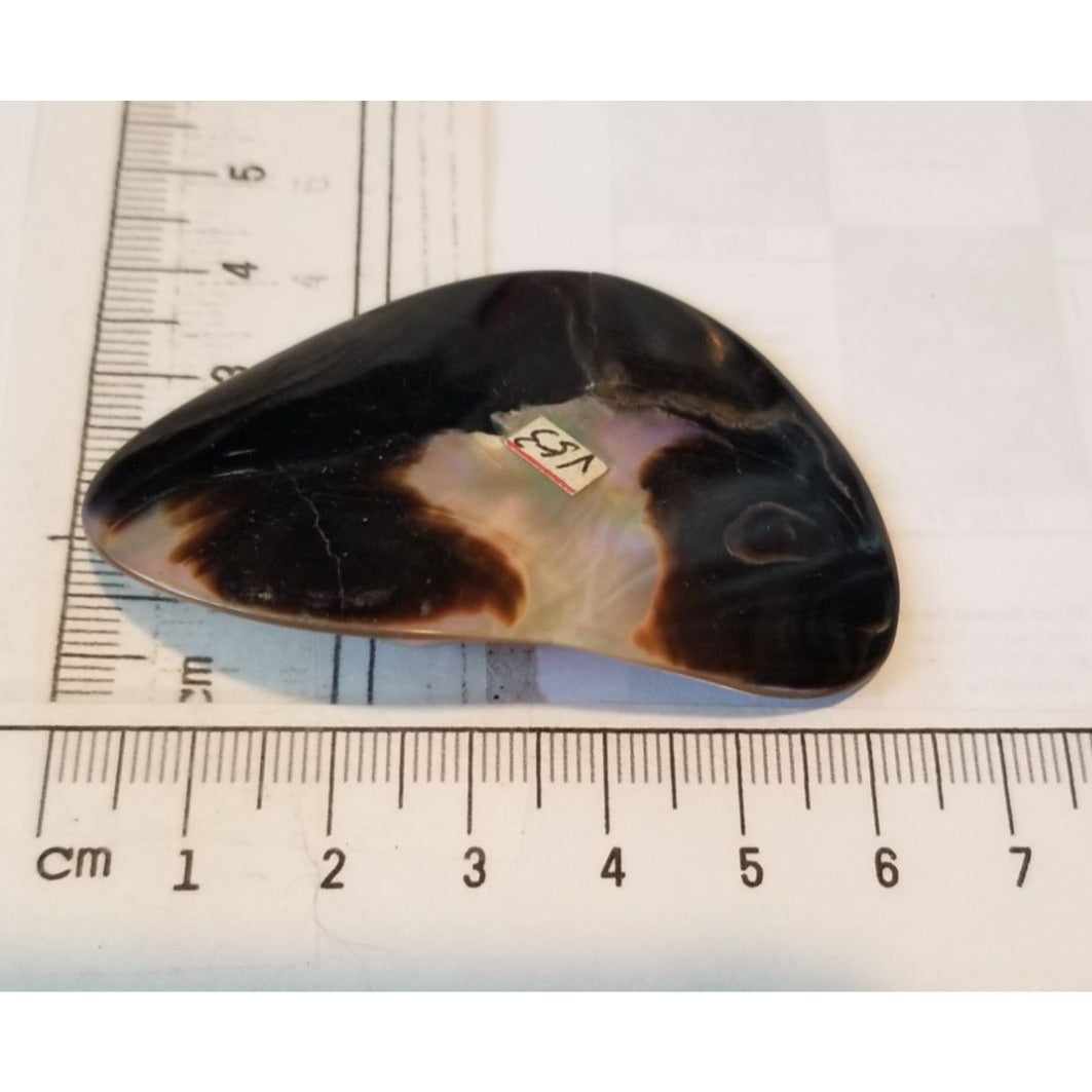 Loose Half Pearl Shell Mabe Blister Pearl in Shell Tahitiam 62.5  ct  12.3   gr  7.5 cm  x 4 cm