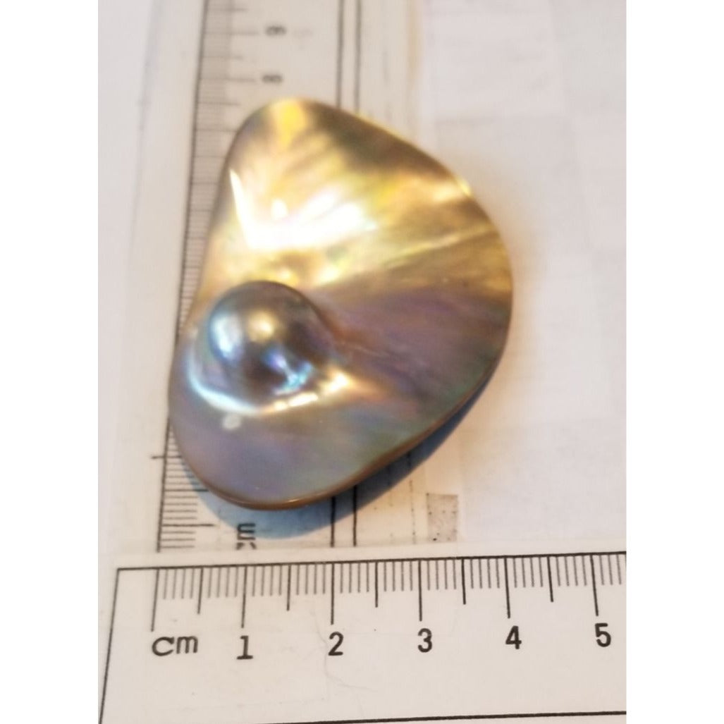 Loose Half Pearl Shell Mabe Blister Pearl in Shell Tahitiam 62.5  ct  12.3   gr  7.5 cm  x 4 cm