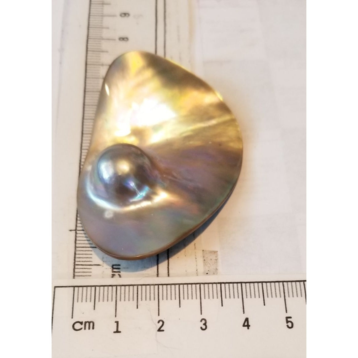 Loose Half Pearl Shell Mabe Blister Pearl in Shell Tahitiam 62.5  ct  12.3   gr  7.5 cm  x 4 cm