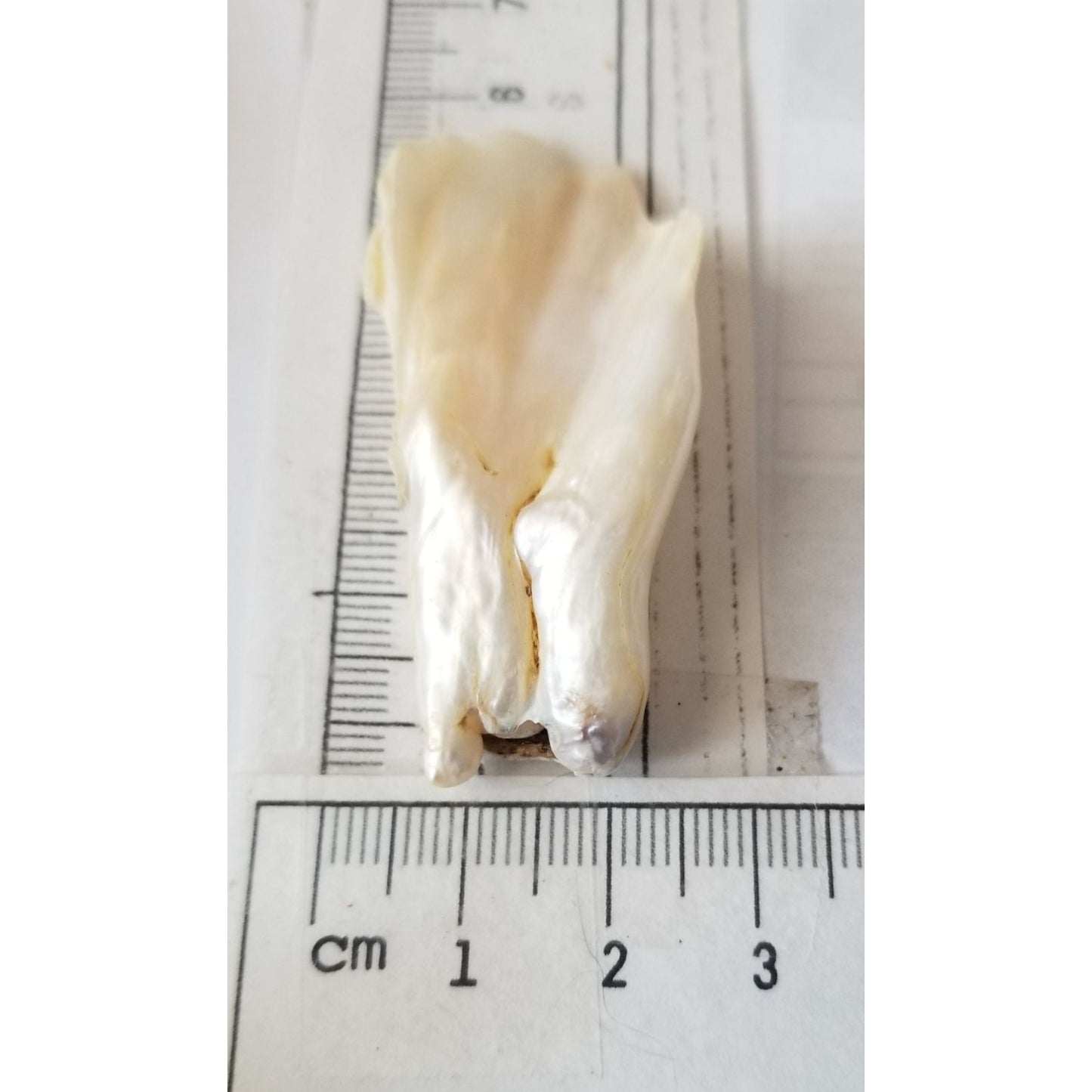 Loose Baroque Look like fan  Freshwater Keshi 54 ct  11 gr  5.5  cm  x 2.5  cm