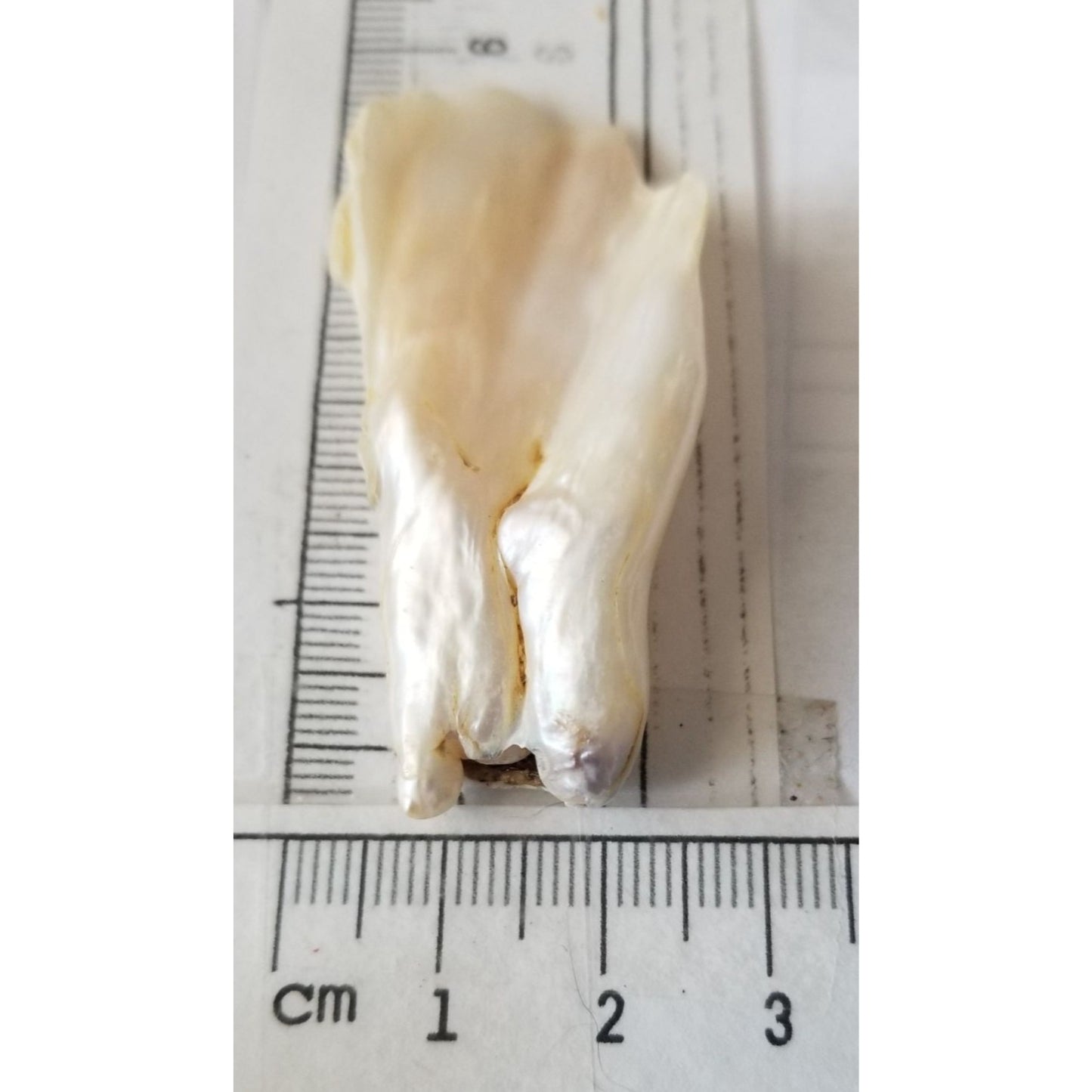 Loose Baroque Look like fan  Freshwater Keshi 54 ct  11 gr  5.5  cm  x 2.5  cm