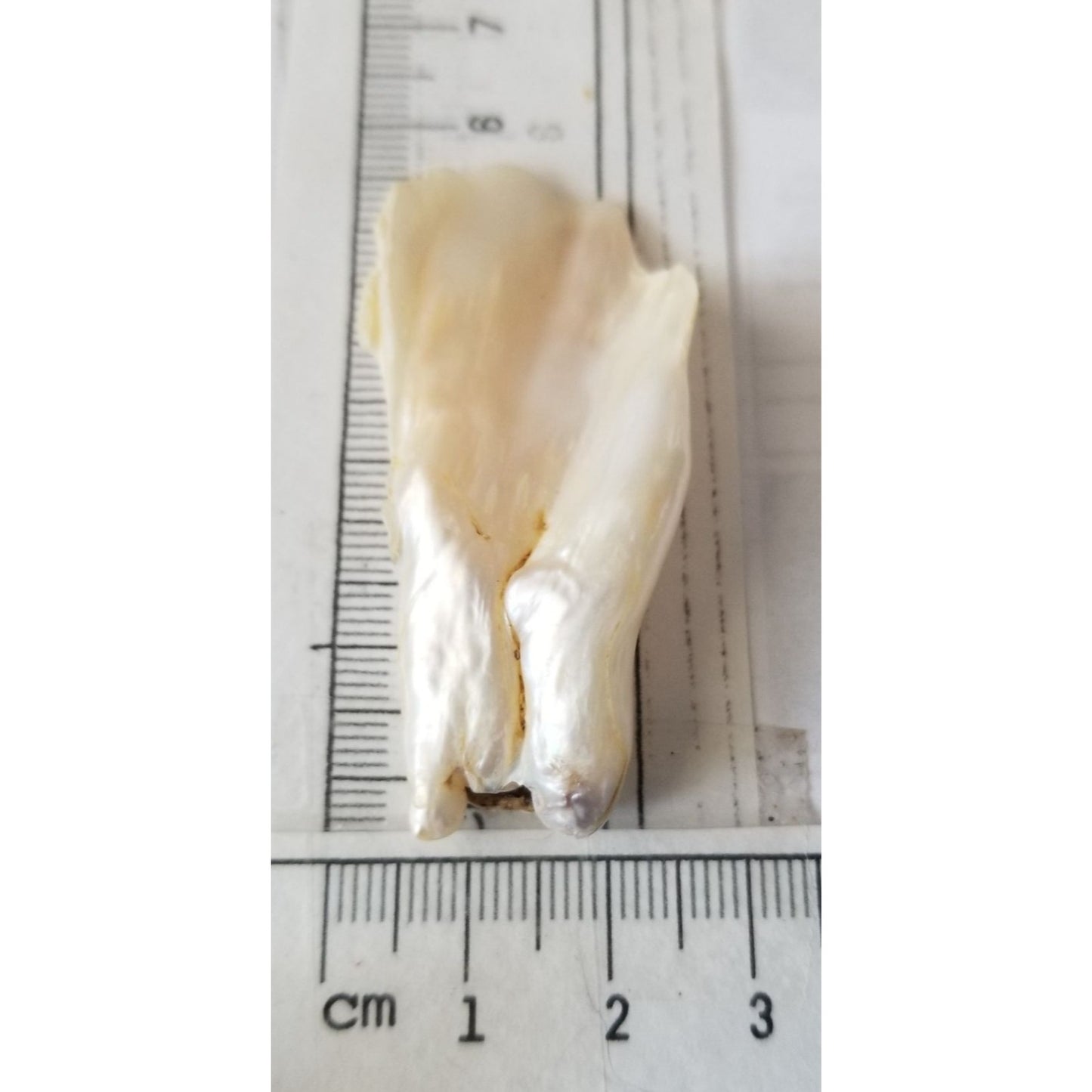 Loose Baroque Look like fan  Freshwater Keshi 54 ct  11 gr  5.5  cm  x 2.5  cm