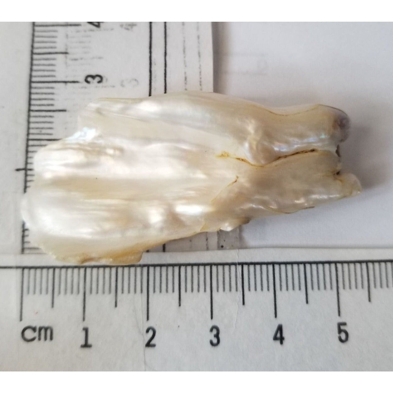Loose Baroque Look like fan  Freshwater Keshi 54 ct  11 gr  5.5  cm  x 2.5  cm
