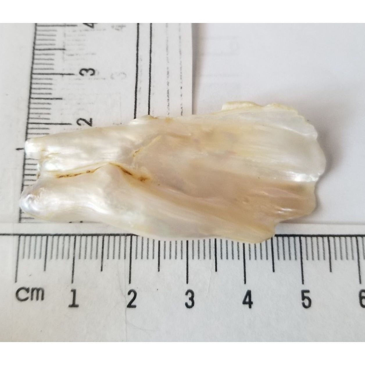 Loose Baroque Look like fan  Freshwater Keshi 54 ct  11 gr  5.5  cm  x 2.5  cm