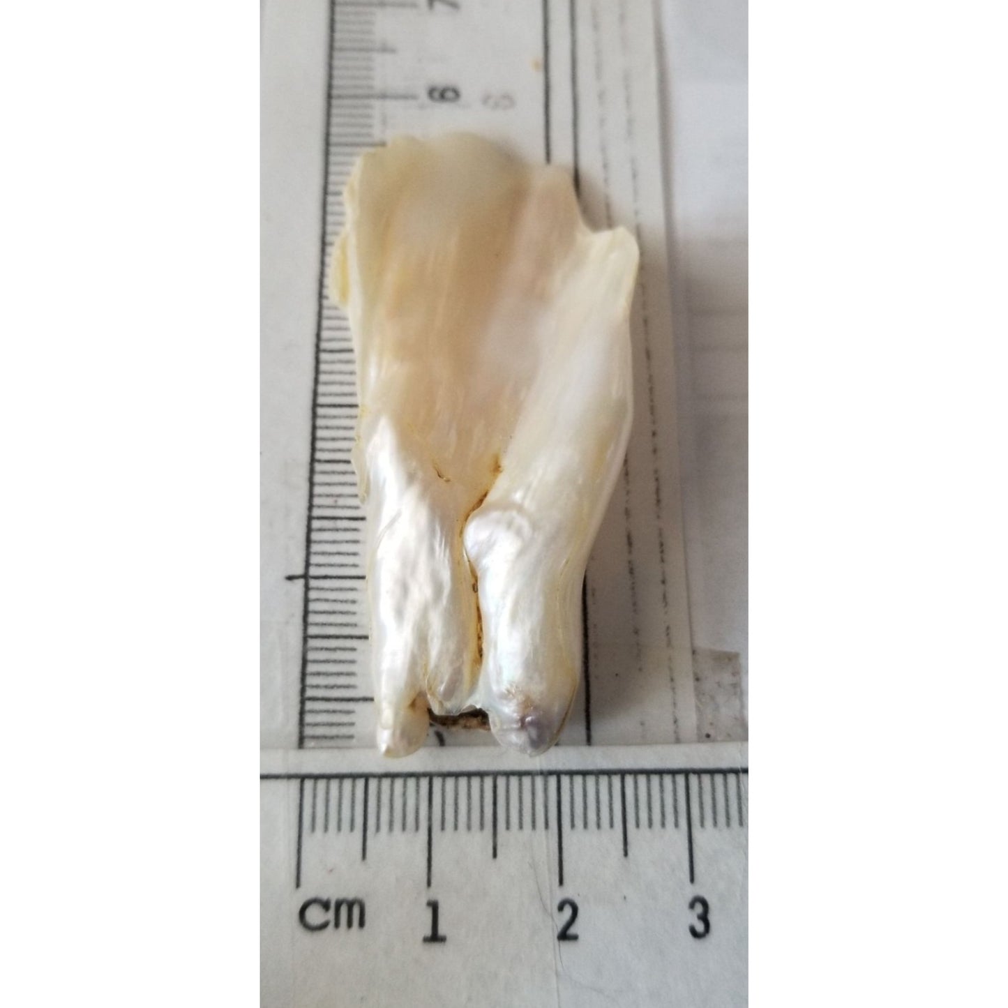 Loose Baroque Look like fan  Freshwater Keshi 54 ct  11 gr  5.5  cm  x 2.5  cm