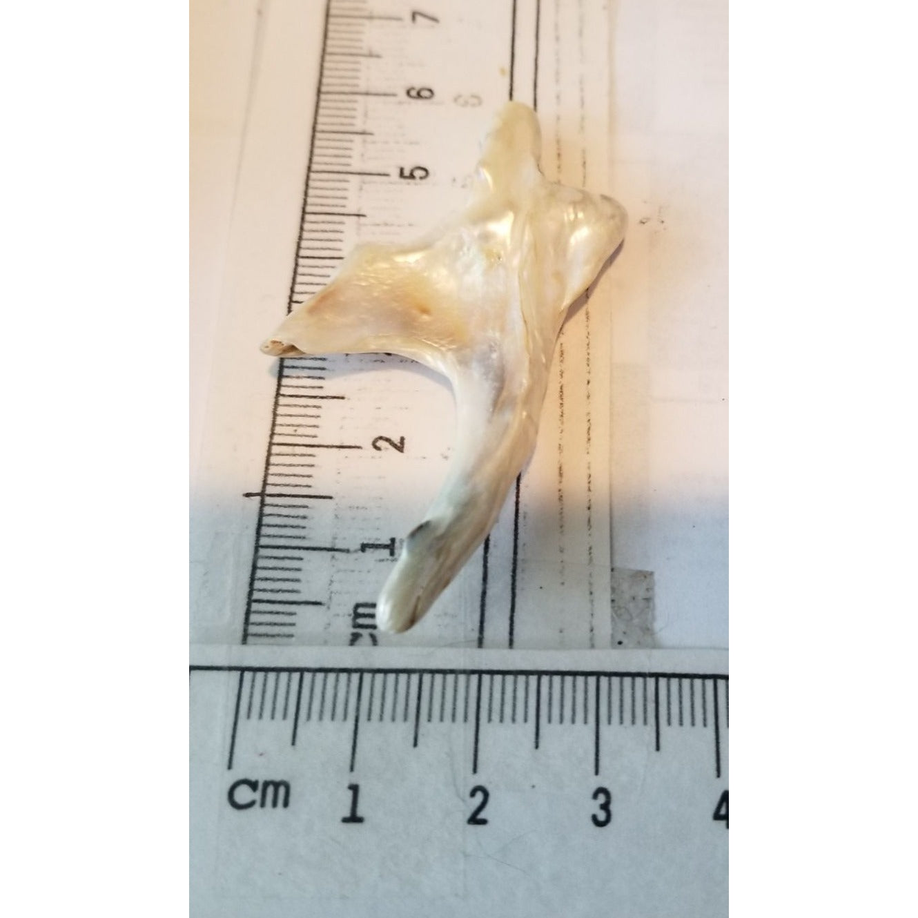 Loose Baroque Arrow Big 4  Freshwater Keshi 28  ct  5.6  gr  5.5 cm  x 3 cm Real Natural