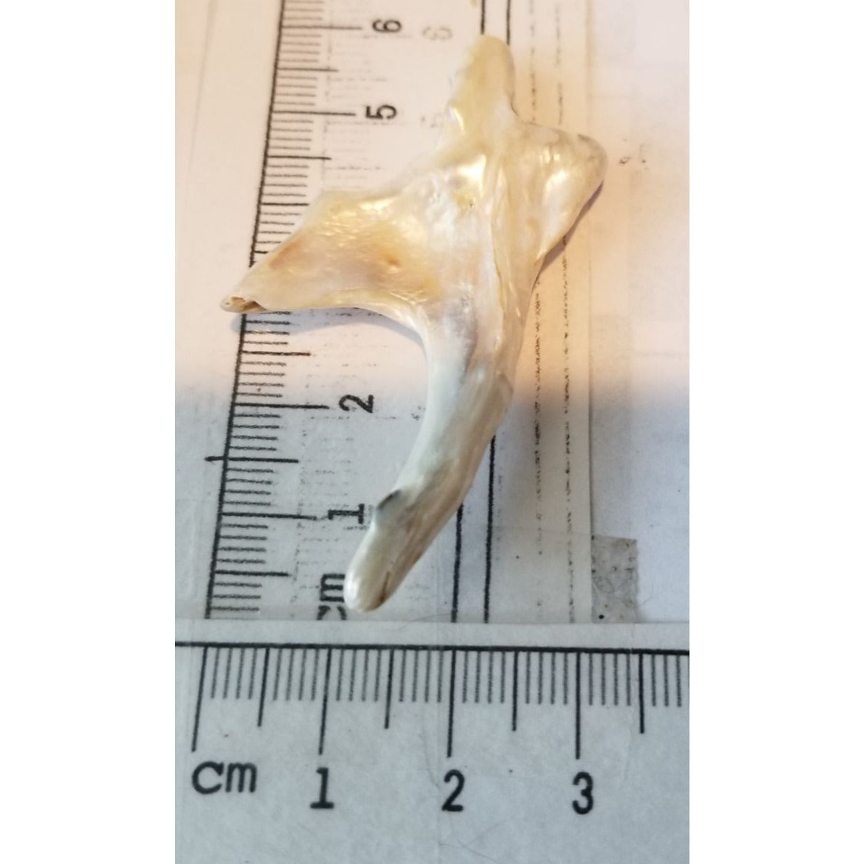 Loose Baroque Arrow Big 4  Freshwater Keshi 28  ct  5.6  gr  5.5 cm  x 3 cm Real Natural