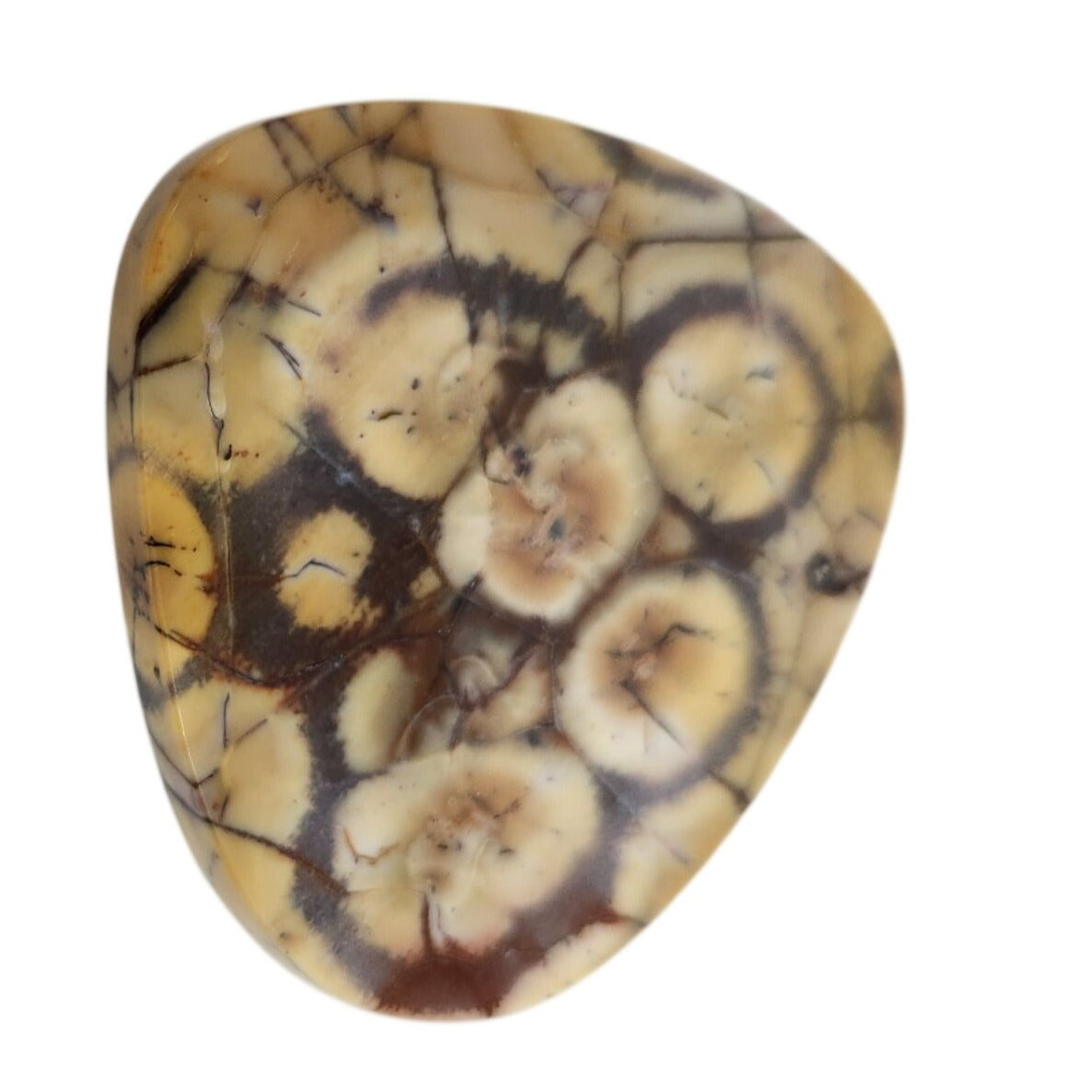 Gemstone Loose Peanut Wood Stone Bracelet  Pendant size  43.5 ct  8.7 gr
